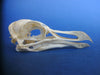Razorbill skull (Alca torda) 2
