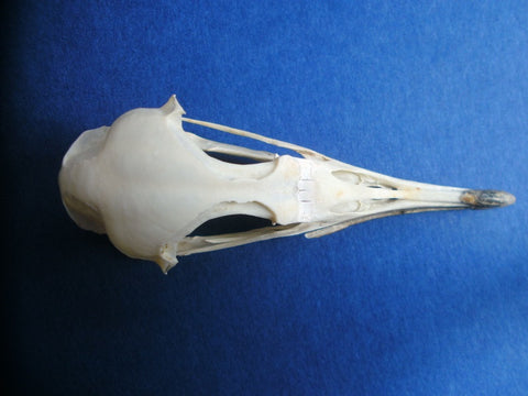 Manx shearwater skull