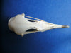 Manx shearwater skull