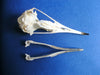 Manx shearwater skull