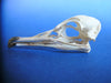 Manx shearwater skull