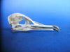 Manx shearwater skull