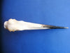 Grey Heron Skull (Ardea cinerea)