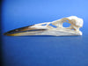 Grey Heron Skull (Ardea cinerea)