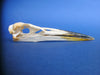 Grey Heron Skull (Ardea cinerea)