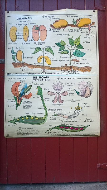 Vintage school double sided biology poster Germination, The Flower (Fertilisation) and The Plant.