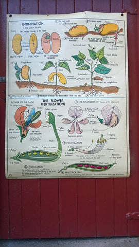 Vintage school double sided biology poster Germination, The Flower (Fertilisation) and The Plant.