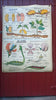 Vintage school double sided biology poster Germination, The Flower (Fertilisation) and The Plant.