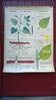 Vintage school double sided biology poster Germination, The Flower (Fertilisation) and The Plant.