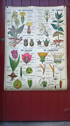 Vintage school double sided biology poster Four flower types, The potato and Wheat.