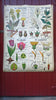 Vintage school double sided biology poster Four flower types, The potato and Wheat.