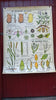 Vintage school double sided biology poster Four flower types, The potato and Wheat.