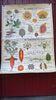 Vintage school double sided biology poster The Wallflower, The Cherry tree, The buttercup and The carrot.