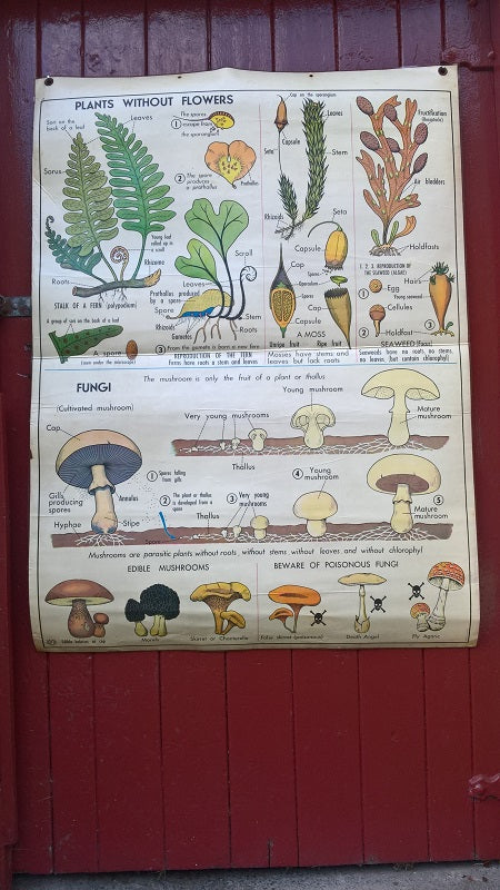 Vintage school double sided biology poster Plants without flowers, fungi, the oak and vegetative reproduction.