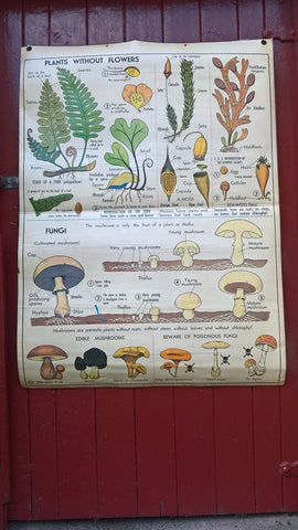 Vintage school double sided biology poster Plants without flowers, fungi, the oak and vegetative reproduction.