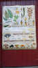 Vintage school double sided biology poster Plants without flowers, fungi, the oak and vegetative reproduction.