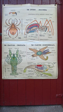 Vintage school double sided biology poster The spider, the crayfish, the starfish, protozoa, annelida and mollusca.