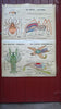 Vintage school double sided biology poster The spider, the crayfish, the starfish, protozoa, annelida and mollusca.