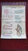 Vintage school double sided biology poster The spider, the crayfish, the starfish, protozoa, annelida and mollusca.