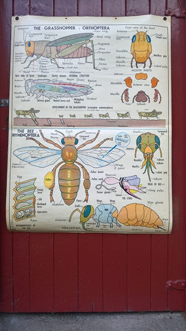 Vintage school double sided biology poster The grasshopper, the bee, the insects and the insectivores.